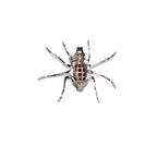 Ruby Spider Silver 925 Brooch